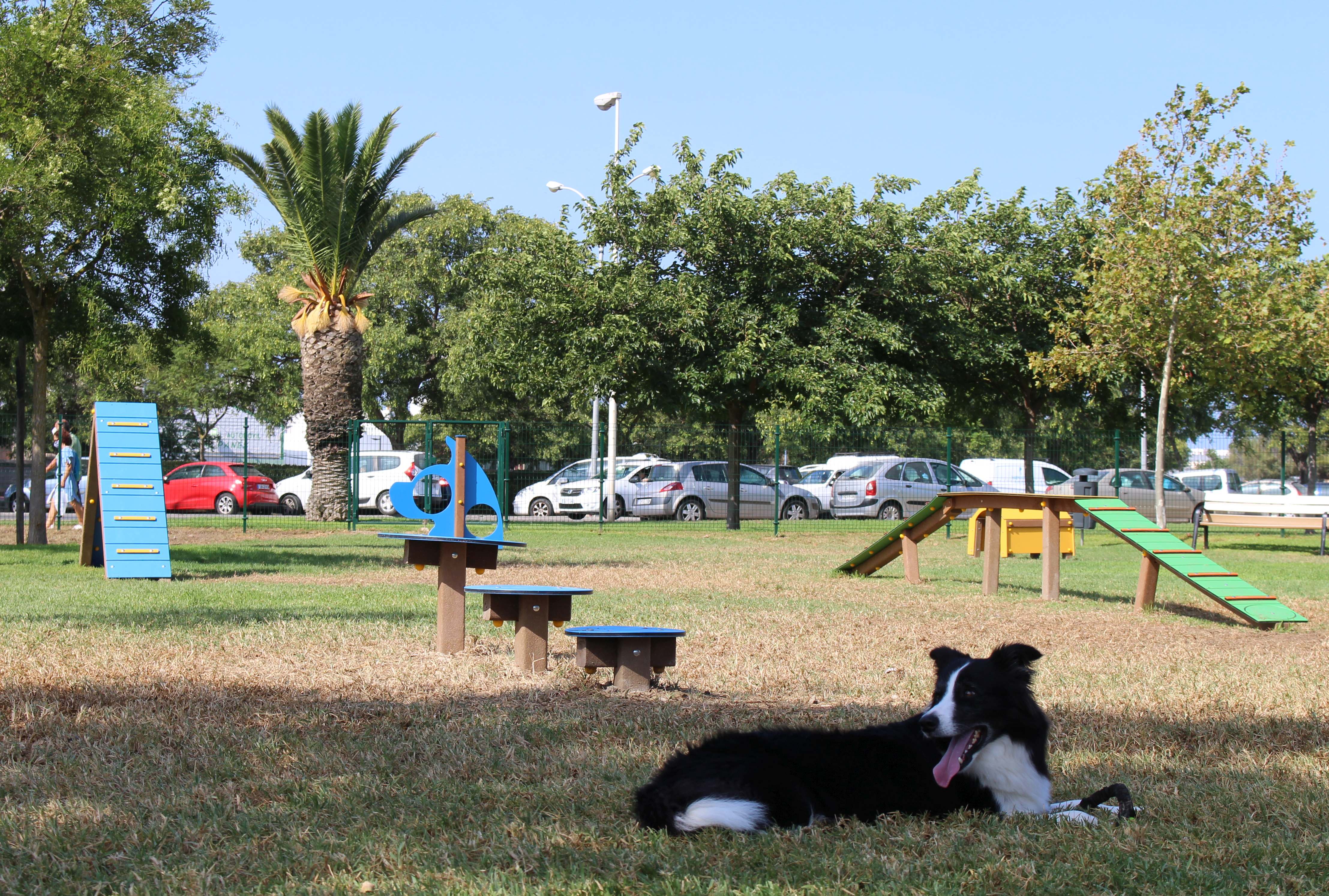 Primer parque acuático para perros en España – N+