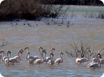 Chiclana natural