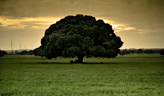 Chiclana natural