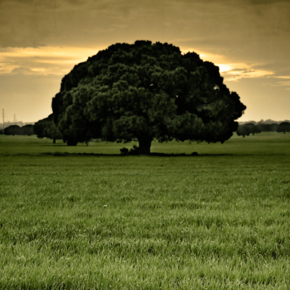 Chiclana natural