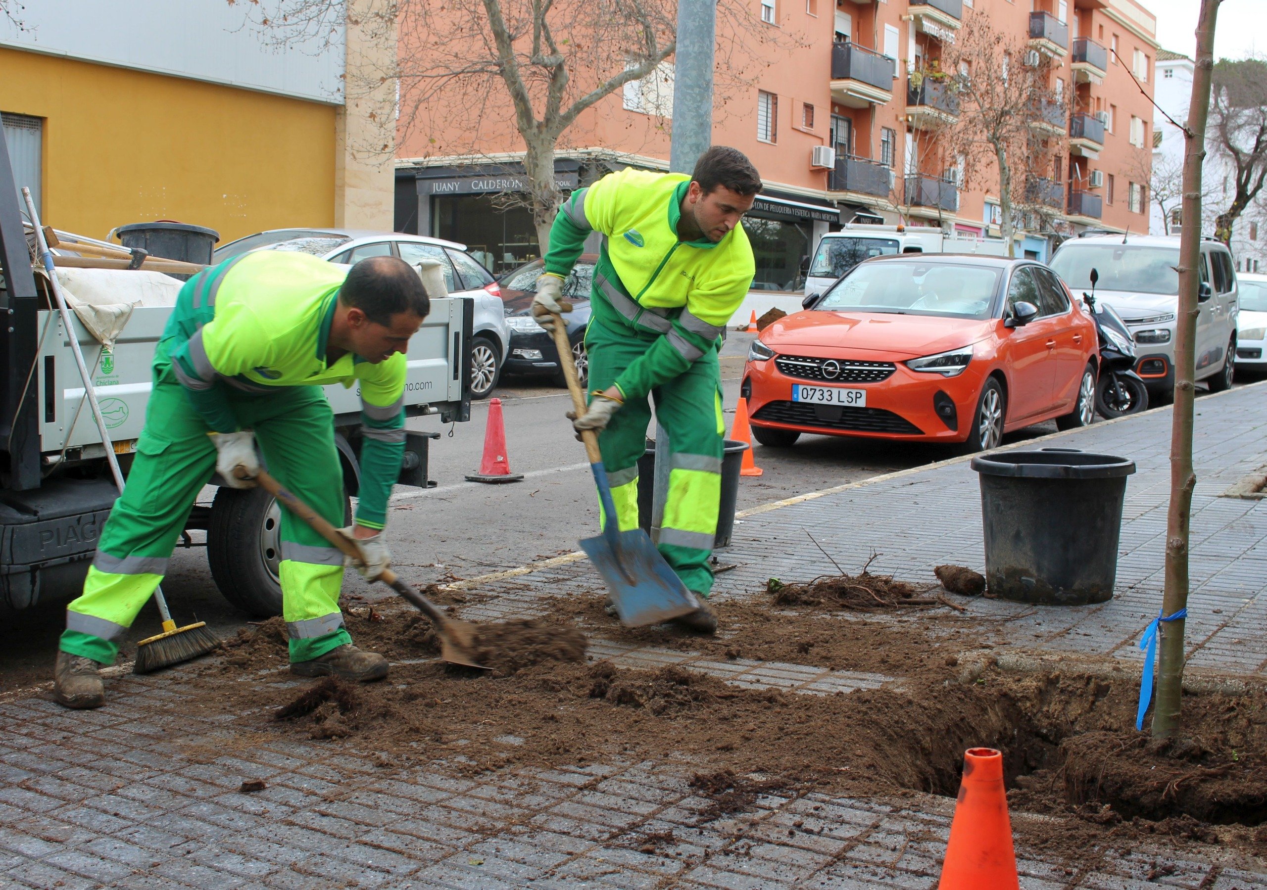 Plan de reposición de arbolado urbano